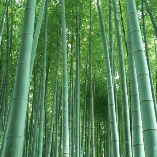 Nasiona bambusa Phyllostachys edulis 10 szt Wysoki bambus moso z mocnymi łodygami i jadalnymi pędami Na ogród i jako osłona