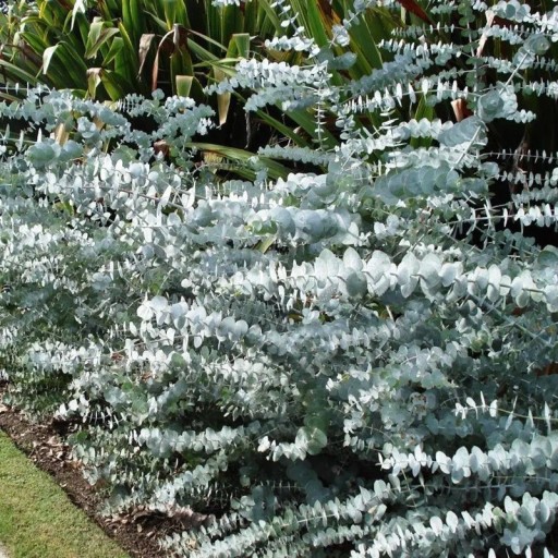 Nasiona Eukaliptusa Eucalyptus Pulverulenta 10 szt Kuliste Srebrzysto-Niebieskozielone Liście Roślina Ozdobna Eukaliptus Do Uprawy W Domu I Ogrodzie
