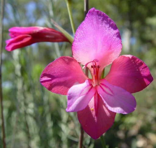 Nasiona Gladiolus illyricus 25 szt. Nasiona Gladiolus illyricus Łatwe w uprawie