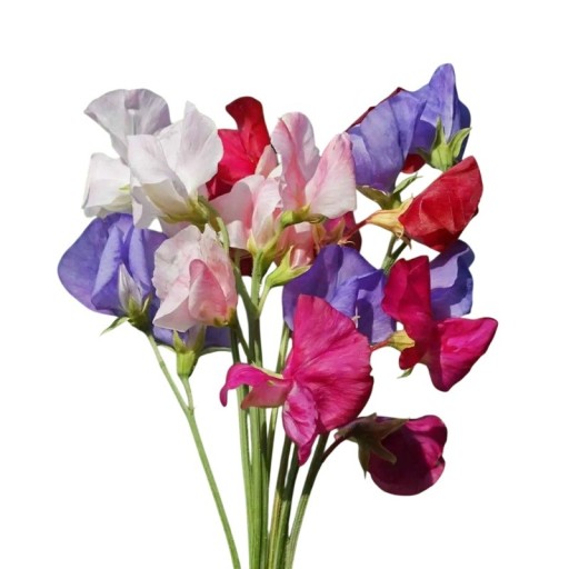 Nasiona Groszku Pachnącego Lathyrus Odoratus Cupid Mixed 20 sztuk Niska Kompaktowa Roślina Kwiatowa Do Skrzynek Skalnych I Ogrodu Uprawa Z Nasion