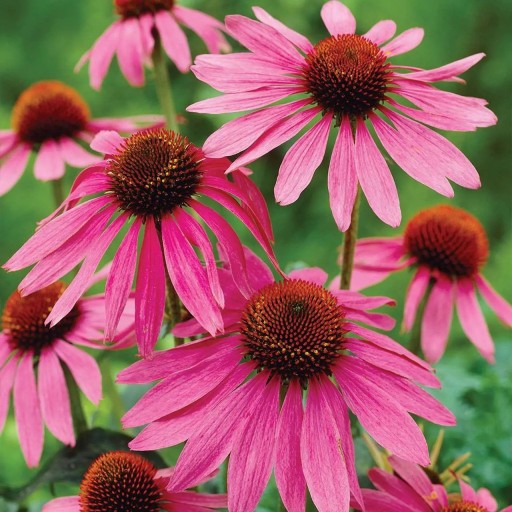 Nasiona jeżówki purpurowej Echinacea purpurea 100 sztuk robustna bylina z różowymi kwiatami do dużych rabat i nasadzeń preriowych