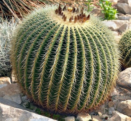 Nasiona Kaktusa Echinocactus Grusonii Złota Kula 50 szt Zielony Kaktus Ze Złotymi Kolcami Teściowe Siedzenie Do Uprawy W Domu I Na Ogrodzie
