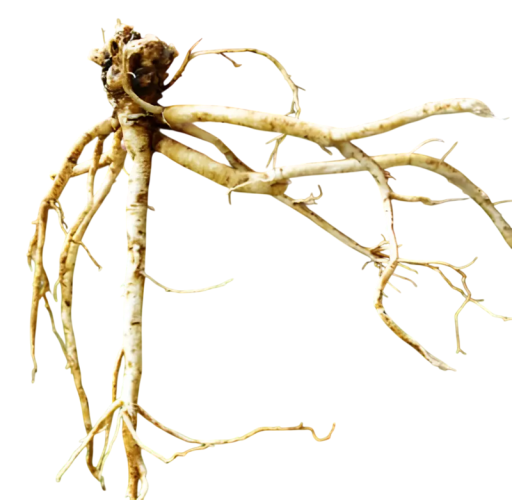 Nasiona kozinca Astragalus propinquus Huang Qi, 100 szt., tradycyjna chińska zioła z leczniczym korzeniem, sadzenie do ogrodów i dla samozarządzających