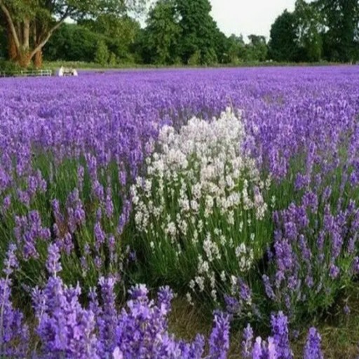 Nasiona Lawendy Wąskolistnej Lavandula Angustifolia 1000 szt Fioletowe Kwiaty Aromatyczna Roślina Wieloletnia Do Ogrodu Skalniaka I Skrzynki Uprawa Z Nasion