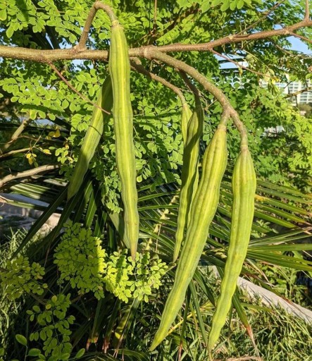 Nasiona moringi olejodajnej Moringa oleifera 5 szt. Egzotyczne drzewo z kremowymi kwiatami i delikatnie pierzastymi liscmi do szklarni i doniczki