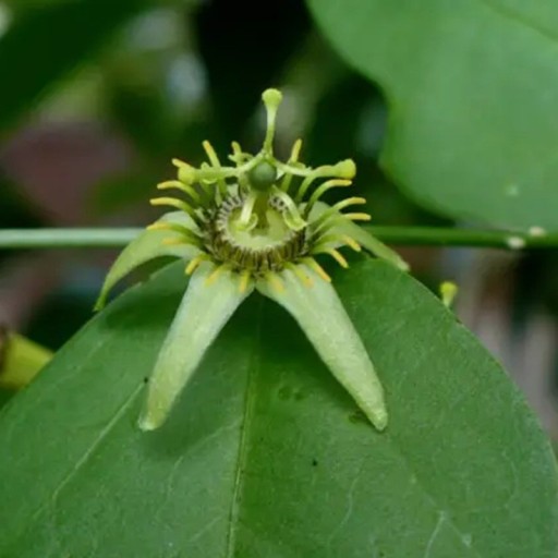 Nasiona mučenki Passiflora suberosa 5 sztuk Drobnokwiatowa pnącza z zielono-żółtymi kwiatami Do szklarni i na podporę w pokoju