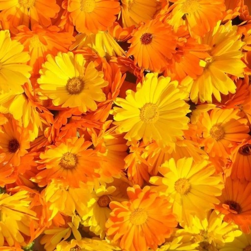 Nasiona nagietka lekarskiego Calendula officinalis 150 sztuk ulubiona jednoroczna roślina z pomarańczowymi kwiatami do siewu w ogrodzie i pojemnikach
