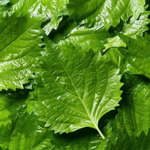 Nasiona perili Perilla frutescens shiso 50 szt Aromatyczna jadalna zioła z zielonymi ząbkowanymi liśćmi Na rabatę i do kuchni