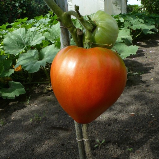 Nasiona pomidora Bycze serce Nasiona wołu bułgarskiego 10 szt. Łatwe w uprawie