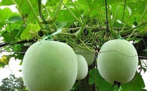 Nasiona tykwy woskowej Beninkasa z woskiem Melon zimowy łatwy w uprawie indoor, outdoor, do nasion ogrodowych 5 szt.