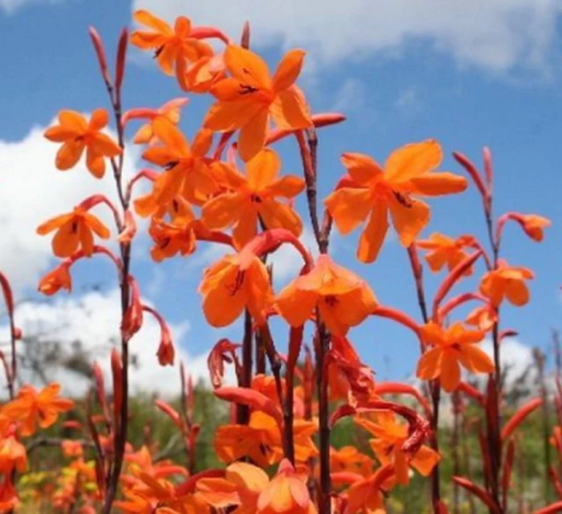 Nasiona Watsonia zeyheri 15 szt. Łatwe w uprawie Nasiona kwiatów pomarańczy
