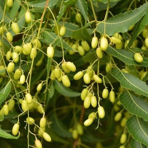 Nimba indienne Azadirachta indica 20 pcs graines arbre tropical utilitaire avec des feuilles composées découpées et des fruits en grappes pour la collection