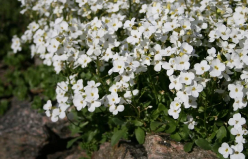 Omida caucaziană Arabis caucasica perenă de primăvară Ușor de cultivat în aer liber 2000 de semințe