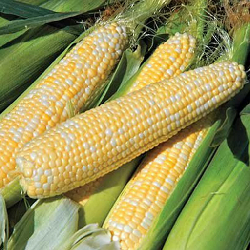 Organiczne nasiona kukurydzy bez GMO. Łatwe w uprawie na zewnątrz. 5 nasion