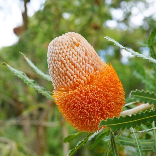 Osivo australskej banksie Banksia prionotes 10 ks proteovitý ker s krémovo oranžovým kuželovitým kvetenstvom pre zberateľské pestovanie