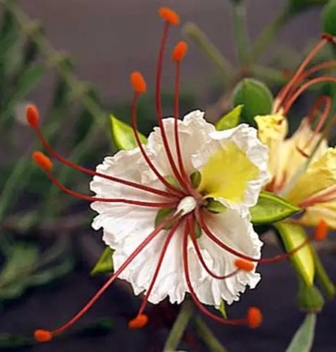 Osivo Delonix decaryi 5 ks malý opadavý vzácny strom z Madagaskaru s bielymi kvetmi pre botanické zbierky a domáce zimné záhrady