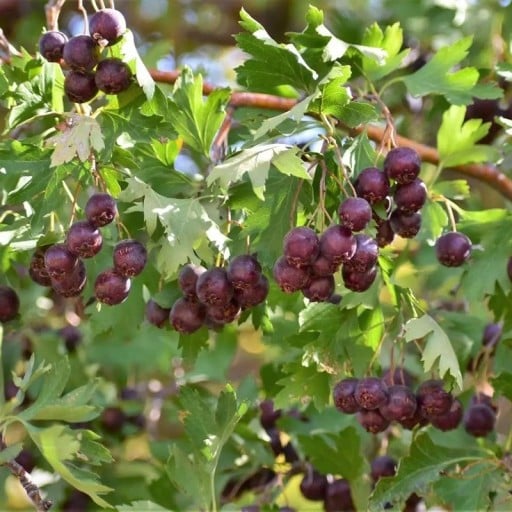 Osivo hloh džungarský Crataegus songarica 10 ks vzácná středoasijská horská dřevina odolná suchu pro sběratelské zahrady a alpinia