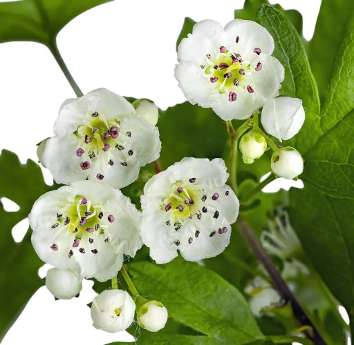 Osivo hloh jednosemenný Crataegus monogyna 20 ks listnatá drevina s bielymi kvetmi pre založenie živých plotov a podporu opylovačov