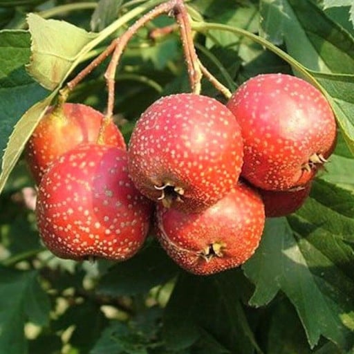 Osivo hloh peřenoklaný Crataegus pinnatifida 10 ks čínska ovocná drevina s jedlými plodmi a peřenými listami pre neobvyklú výsadbu