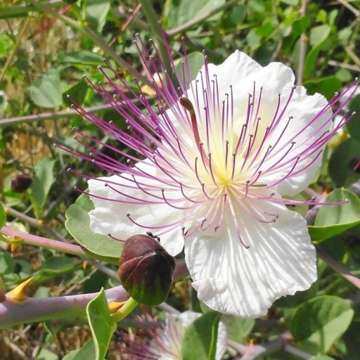 Osivo kapary trnité Capparis spinosa 50 ks stredomorský polokeř s veľkými bielymi kvetmi pre výsev a zberateľské domáce pestovanie