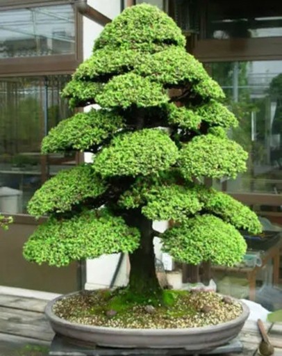 Osivo kryptomérie japonskej Cryptomeria japonica 200 ks rýchlo rastúci ihličnan so zeleným ojinením pre výsadbu lesoparkov