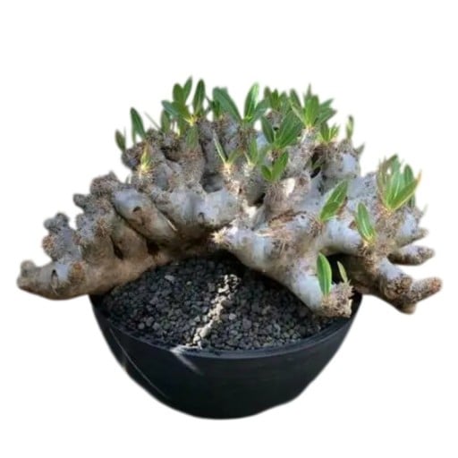 Pachypodium densiflorum Samen 5 Stück Sukkulent mit dickem stacheligen Stamm und grünen Blättern Für den Topf und die Sammlung von Kaudexpflanzen