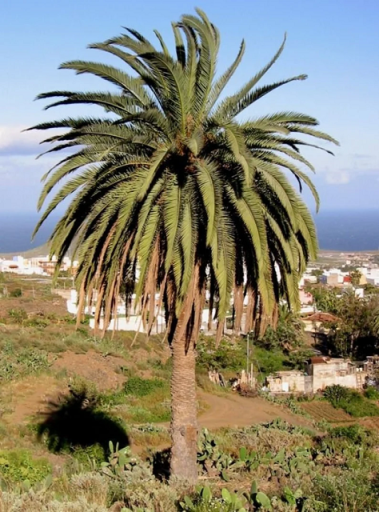 Palma daktylowa kanaryjska Phoenix canariensis nieliściaste drzewo liściaste Łatwa w uprawie na zewnątrz 20 nasion