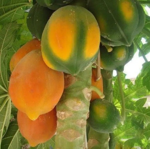 Papayakörner Carica papaya 20 Stk tropischer blühender Baum mit großen gelb-orangefarbenen Früchten für die Aussaat und den Anbau zu Hause im Innenbereich