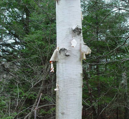 Papír nyír Betula papyrifera lombhullató fa Könnyen termeszthető a szabadban 150 mag