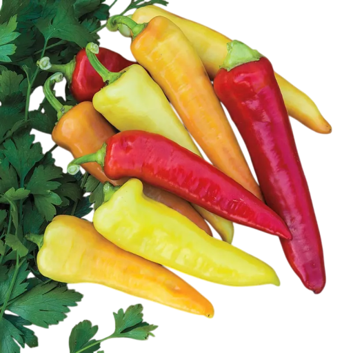 Paprika magvak Capsicum annuum 50 db népszerű konyhai zöldség hosszúkás gyümölcsökkel, vetéshez kertbe, erkélyre vagy edényekbe