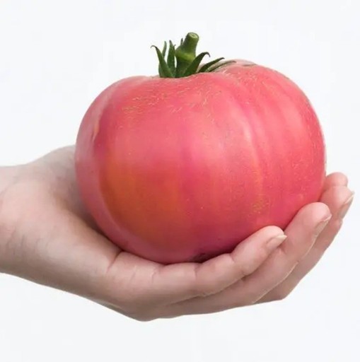 Paradicsommagok Solanum lycopersicum Rose Bern 20 db Nagy rózsaszín húsos gyümölcsökkel rendelkező fajta Kertbe, üvegházba és virágládába