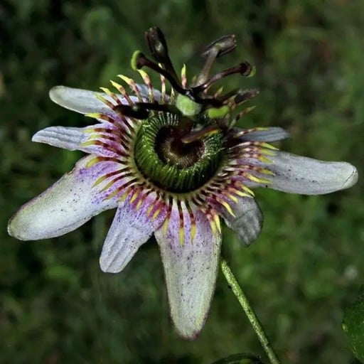 Passiflora alnifolia zaden 5 stuks Klimplant met witte bloemen en gele kroon Voor de kas, wintertuin en potten