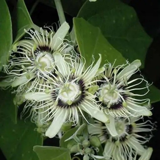 Passiflora auriculata magvak 5 db Popínavá liána sötét lila gyümölcsökkel és széles levelekkel Üvegházba és télikertbe