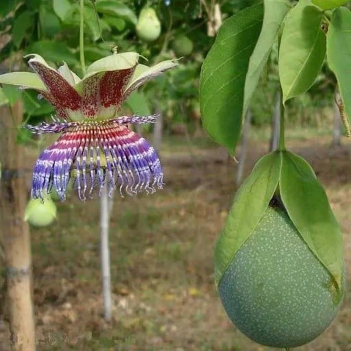 Passiflora maliformis Seeds 20 pcs Climbing Vine with Edible Round Fruits and Colourful Flowers For Greenhouse and Support
