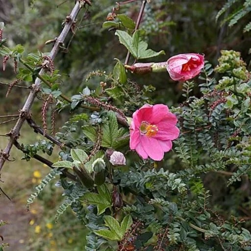 Passiflora mixta zaden 5 stuks Andse klimplant tumbo met opvallende roze buisvormige bloemen en eetbare vruchten Voor de kas en als ondersteuning
