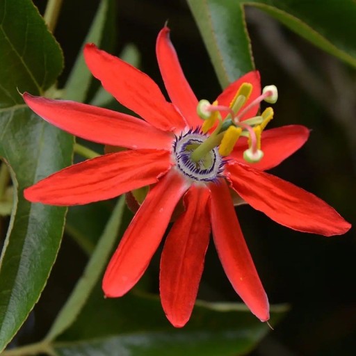Passionsblume Passiflora manicata 5 Stk Kletterpflanze mit leuchtend roten Blüten und blauem Zentrum Für das Gewächshaus und zur Unterstützung im Raum