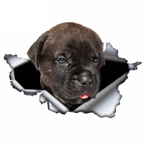Pegatina para coche perro A1636