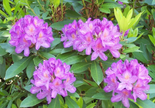 Pěnišník pontický Rhododendron ponticum Stálezelený keř Snadné pěstování venku 50 ks semínek