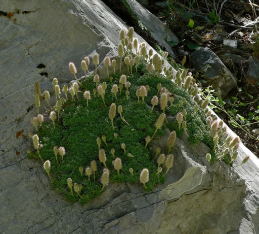 Petrophytum caespitosum skalní keřík Snadné pěstování venku 100 ks semínek