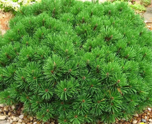 Pin silvestru Pinus mugo pumilio conifere mic Ușor de cultivat în aer liber 15 semințe