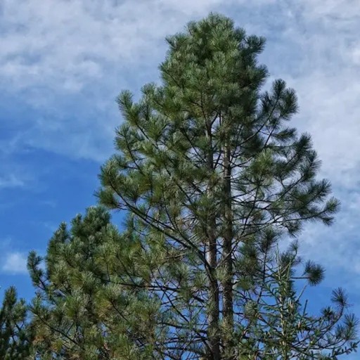 Pinus ponderosa magyarázó magok 10 db Magas fenyőfa hosszú tűkkel és tobozokkal Kertbe és szoliterként