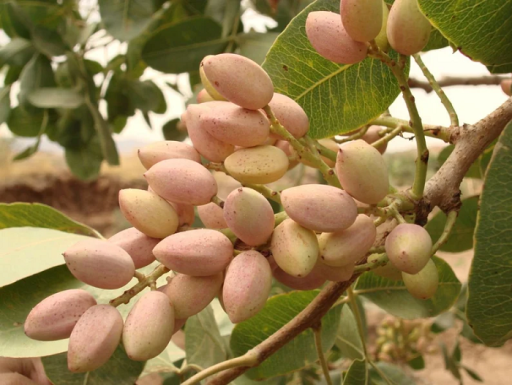 Pistacia vera Pistacia prawdziwe małe drzewo pistacjowe. Łatwe w uprawie na zewnątrz. 15 nasion