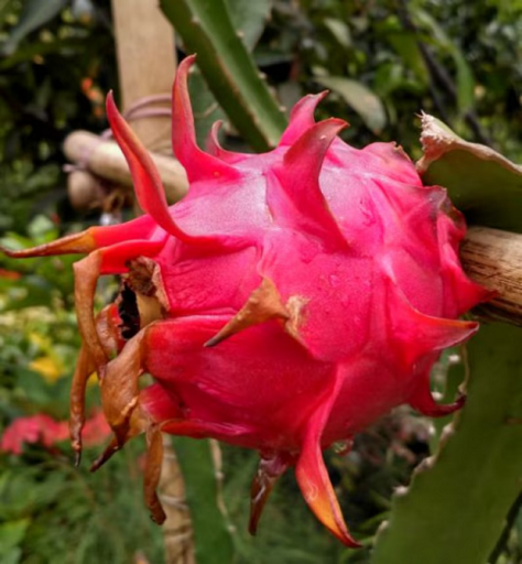 Pitahaya červená Hylocereus undatus Dračie ovocie popínavý kaktus Jednoduché pestovanie vonku 100 ks semienok