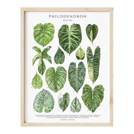 Plakát na zeď s listy filodendronu 30 × 40 cm tisk na plátno měkký poster zelený přírodní motiv bez rámu dekorace interiéru