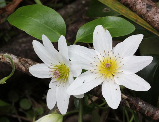 Plamienok latnatý Clematis paniculata popínavá rastlina Jednoduché pestovanie vonku 20 ks semienok