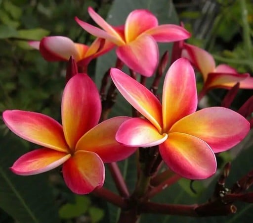 Pluméria Plumeria rubra 5 db Vonný trópusi fa rózsaszín és sárga virágokkal frangipani Üvegházba, télikertbe és szobába