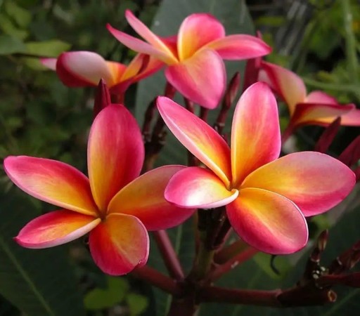Plumeria rubra Samen 10 Stk Duftender tropischer Baum mit rosa-gelben Frangipani-Blüten Für Gewächshaus, Wintergarten und Zimmer