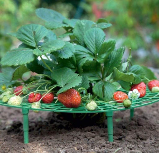 Podložka per fragole A2886