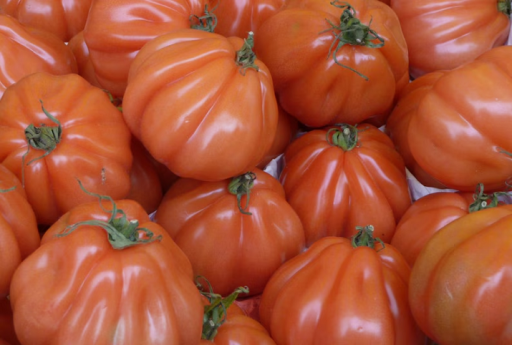 Pomidor Canestrino Solanum lycopersicum Łatwy w uprawie indoor, outdoor, w kwietnikach, w doniczkach 100 nasion