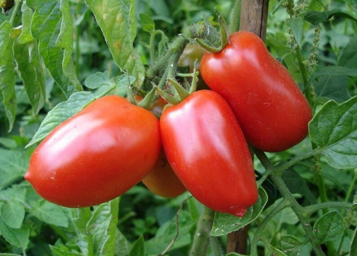 Pomidor San Marzano Gigante Solanum lycopersicum Łatwy w uprawie indoor, outdoor, w grządkach 300 nasion
